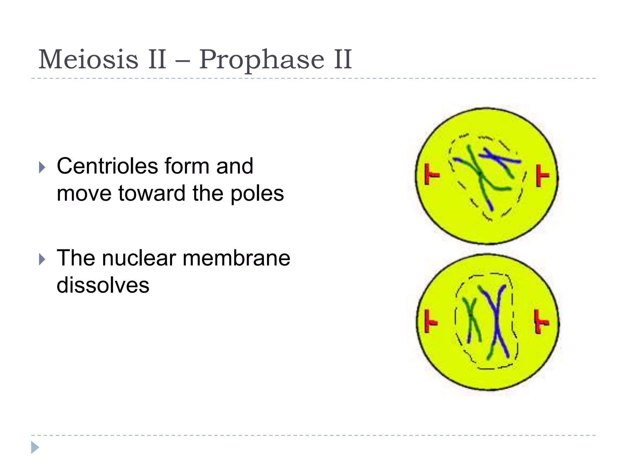 Meiosis II – Prophase II



Centrioles form and
move toward the poles



The nuclear membrane
dissolves

 