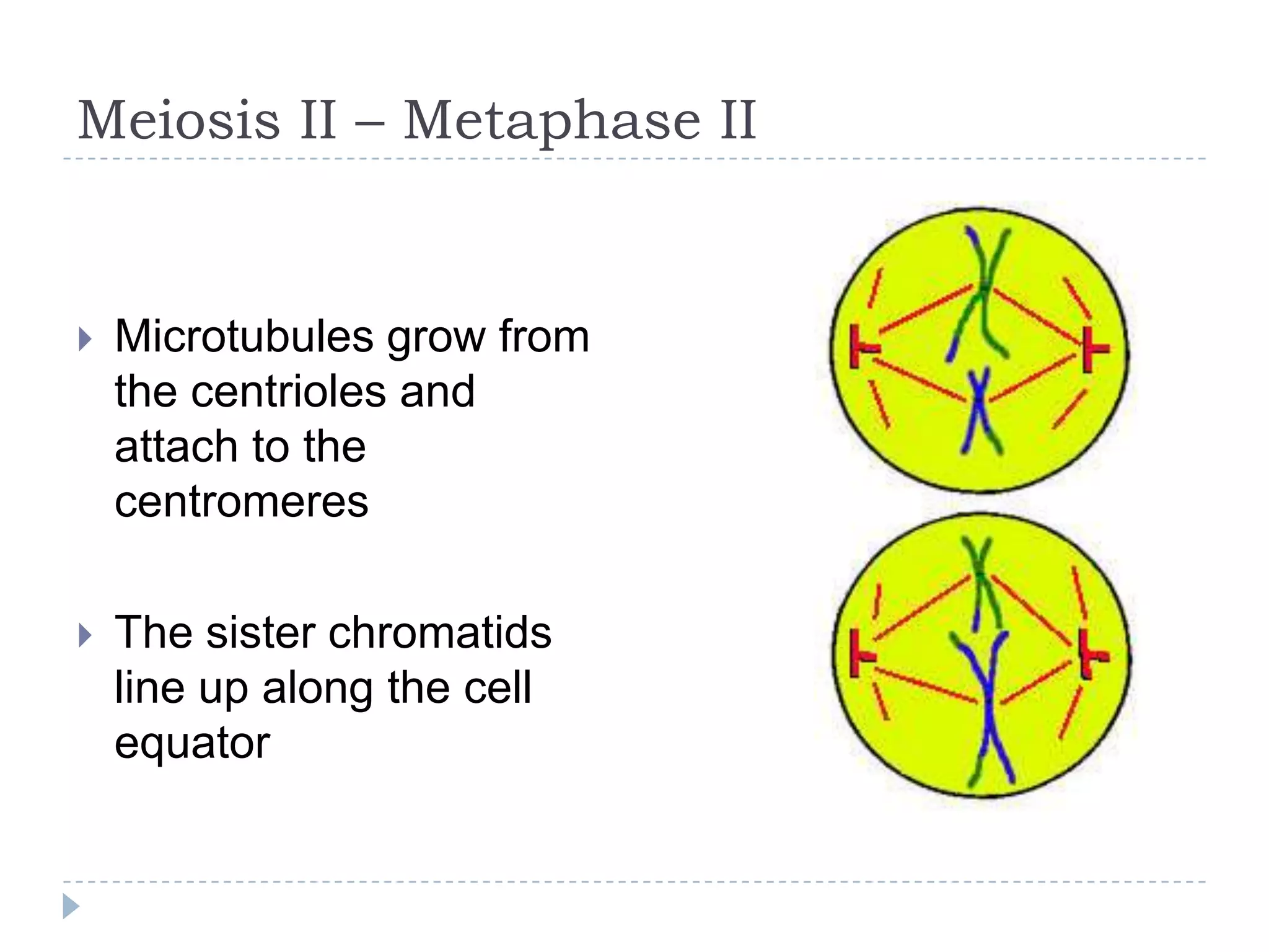Meiosis II – Metaphase II



Microtubules grow from
the centrioles and
attach to the
centromeres



The sister chromatids
line up along the cell
equator

 