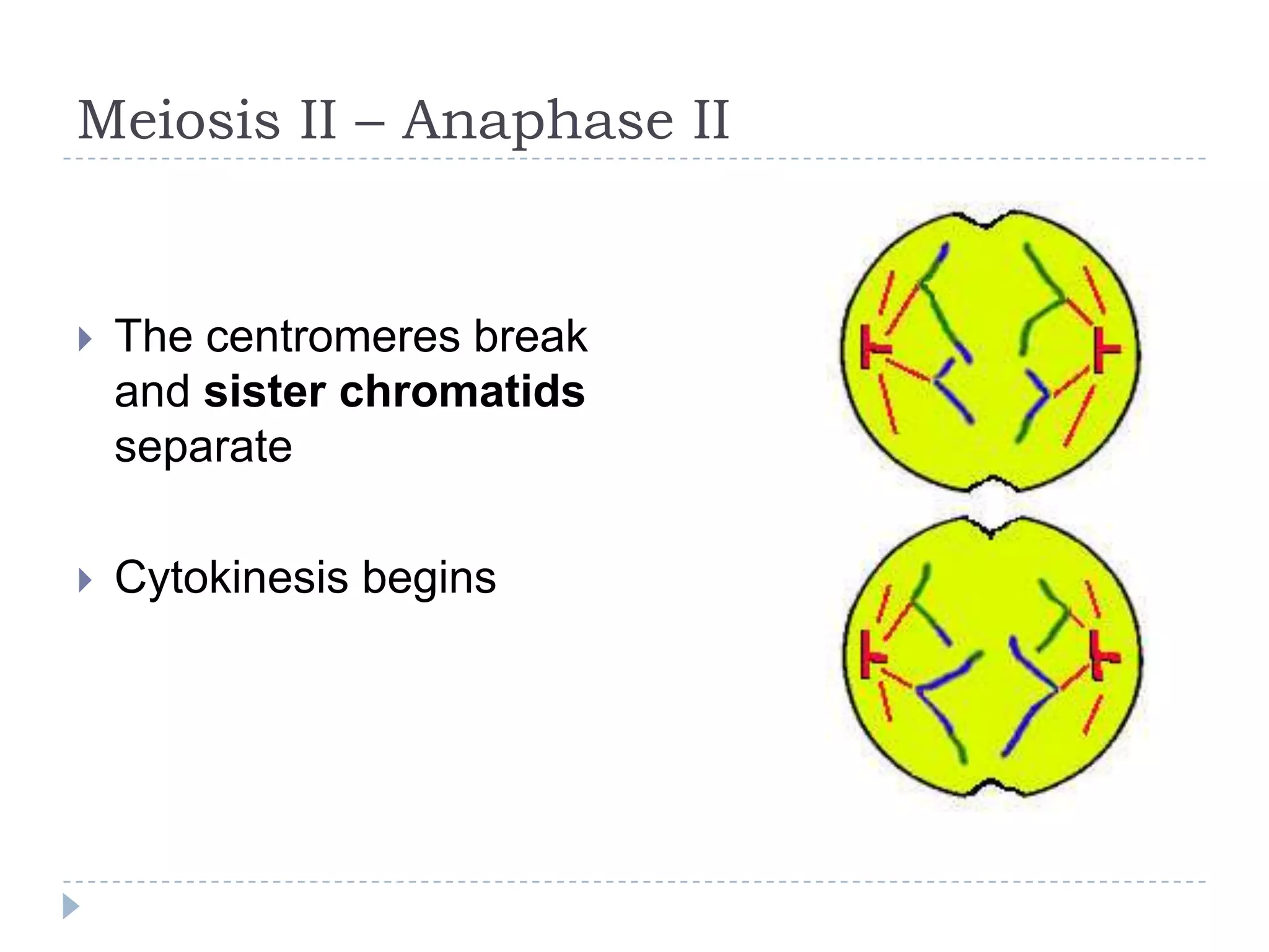 Meiosis II – Anaphase II



The centromeres break
and sister chromatids
separate



Cytokinesis begins

 