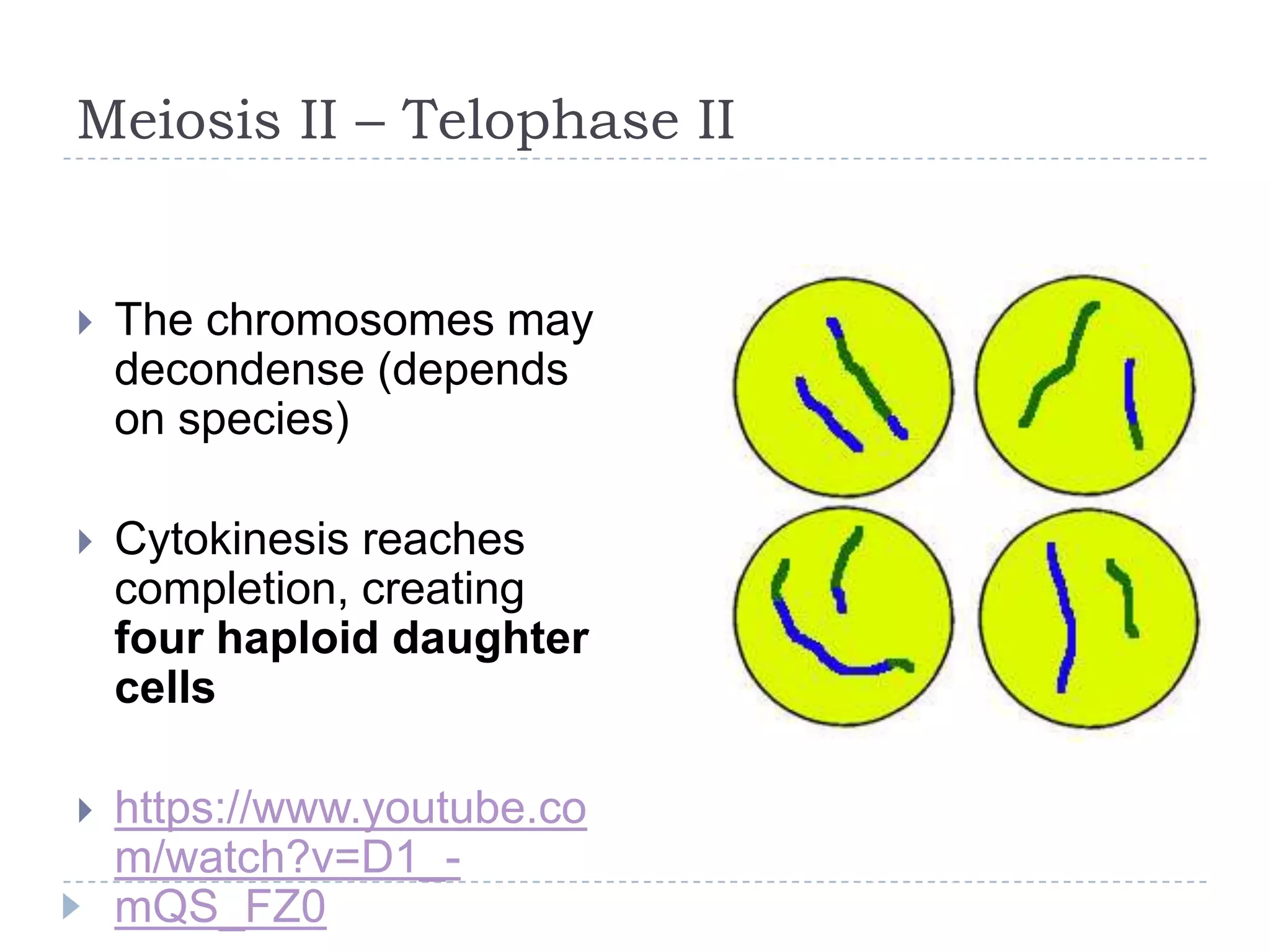 Meiosis II – Telophase II



The chromosomes may
decondense (depends
on species)



Cytokinesis reaches
completion, creating
four haploid daughter
cells



https://www.youtube.co
m/watch?v=D1_mQS_FZ0

 