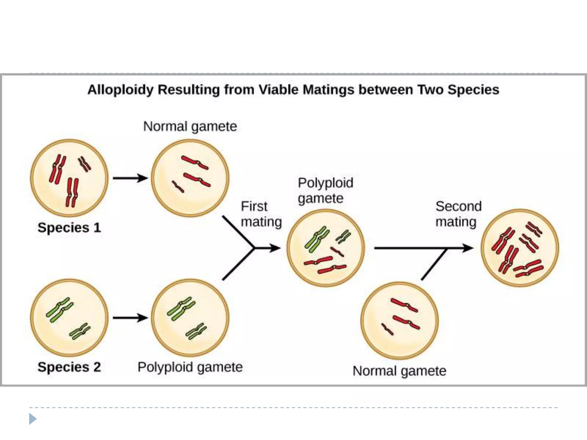 Answer these questions…


How do mutations drive evolution?




Mutations  change traits of and organism  if change
helps the organism survive the greater the chance of that
organism living long enough to reproduce  trait gets
passed down through generations

How does sexual reproduction drive evolution?


Sexual reproduction may exist because it provides
genetic variability that reduces susceptibility of a
population to pathogen attack

 