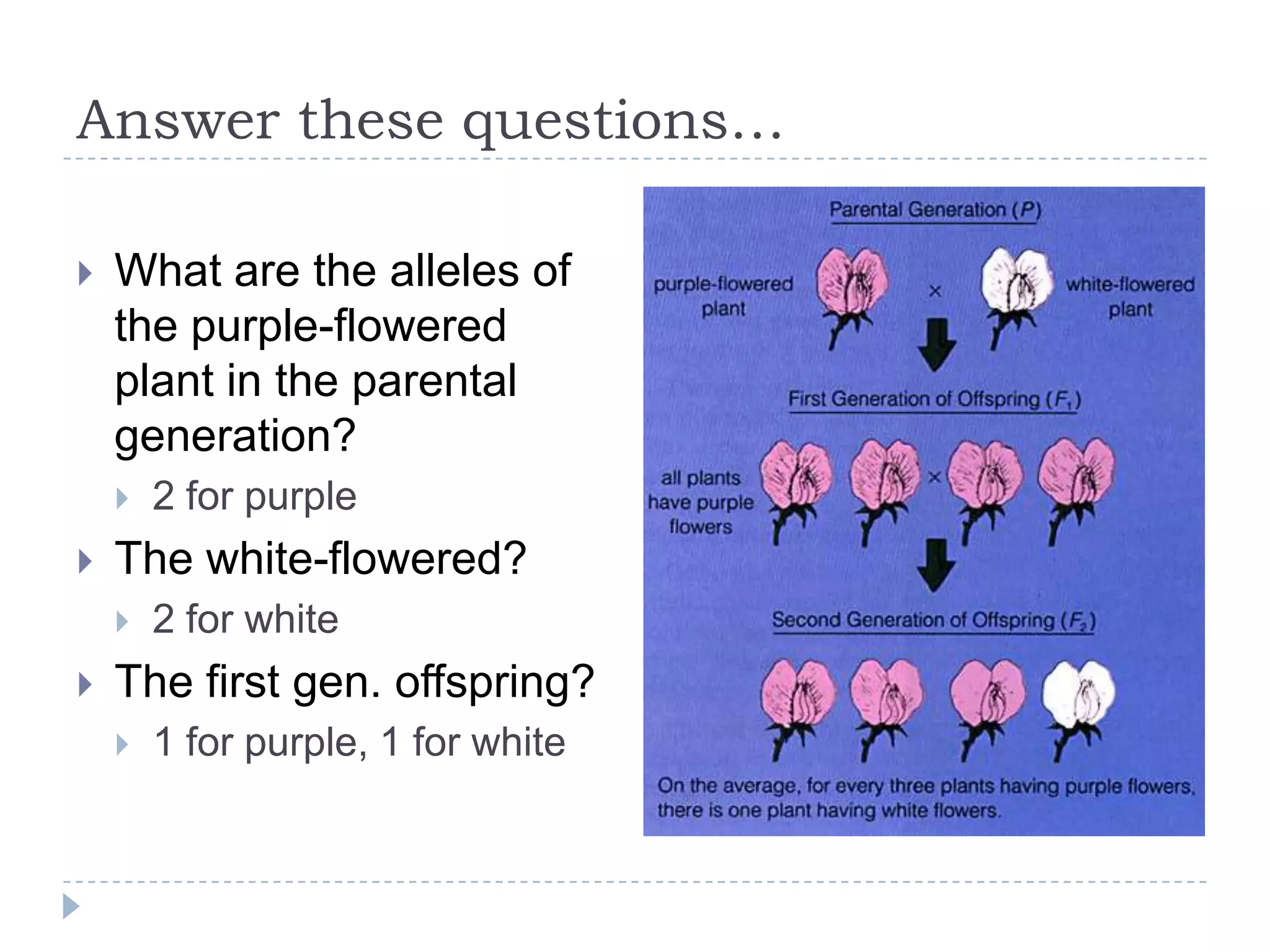 Answer these questions…


What are the alleles of
the purple-flowered
plant in the parental
generation?




The white-flowered?




2 for purple
2 for white

The first gen. offspring?


1 for purple, 1 for white

 
