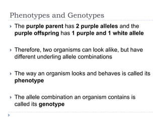 Phenotypes and Genotypes


The purple parent has 2 purple alleles and the
purple offspring has 1 purple and 1 white allele



Therefore, two organisms can look alike, but have
different underling allele combinations



The way an organism looks and behaves is called its
phenotype



The allele combination an organism contains is
called its genotype

 
