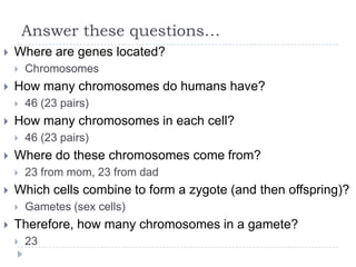 Answer these questions…


Where are genes located?




How many chromosomes do humans have?




23 from mom, 23 from dad

Which cells combine to form a zygote (and then offspring)?




46 (23 pairs)

Where do these chromosomes come from?




46 (23 pairs)

How many chromosomes in each cell?




Chromosomes

Gametes (sex cells)

Therefore, how many chromosomes in a gamete?


23

 