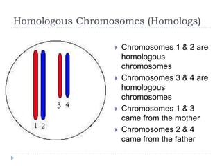 Homologous Chromosomes (Homologs)







Chromosomes 1 & 2 are
homologous
chromosomes
Chromosomes 3 & 4 are
homologous
chromosomes
Chromosomes 1 & 3
came from the mother
Chromosomes 2 & 4
came from the father

 