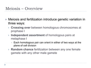 Meiosis – Overview


Meiosis and fertilization introduce genetic variation in
three ways:



Crossing over between homologous chromosomes at
prophase I
Independent assortment of homologous pairs at
metaphase I




Each homologous pair can orient in either of two ways at the
plane of cell division

Random chance fertilization between any one female
gamete with any other male gamete

 