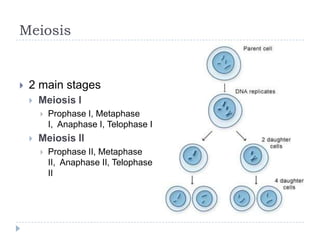Meiosis



2 main stages


Meiosis I




Prophase I, Metaphase I,
Anaphase I, Telophase I

Meiosis II


Prophase II, Metaphase II,
Anaphase II, Telophase II

 