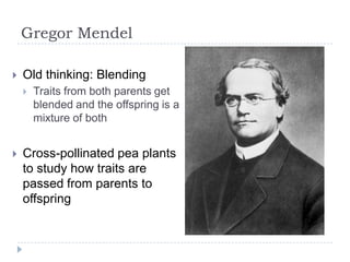 Gregor Mendel


Old thinking: Blending




Traits from both parents get
blended and the offspring is a
mixture of both

Cross-pollinated pea plants
to study how traits are
passed from parents to
offspring

 