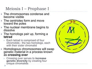 Meiosis I – Prophase I





The chromosomes condense and
become visible
The centrioles form and move
toward the poles
The nuclear membrane begins to
dissolve
The homologs pair up, forming a
tetrad




Each tetrad is comprised of four
chromotids - the two homologs, each
with their sister chromatid

Homologous chromosomes will swap
genetic material in a process known
as crossing over


Crossing over serves to increase
genetic diversity by creating four
unique chromatids

 