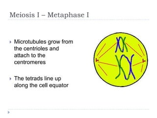 Meiosis I – Metaphase I



Microtubules grow from
the centrioles and
attach to the
centromeres



The tetrads line up
along the cell equator

 