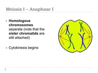 Meiosis I – Anaphase I


Homologous
chromosomes
separate (note that the
sister chromatids are
still attached)



Cytokinesis begins

 