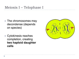 Meiosis I – Telophase I



The chromosomes may
decondense (depends
on species)



Cytokinesis reaches
completion, creating
two haploid daughter
cells

 