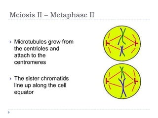 Meiosis II – Metaphase II



Microtubules grow from
the centrioles and
attach to the
centromeres



The sister chromatids
line up along the cell
equator

 