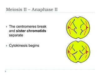 Meiosis II – Anaphase II



The centromeres break
and sister chromatids
separate



Cytokinesis begins

 