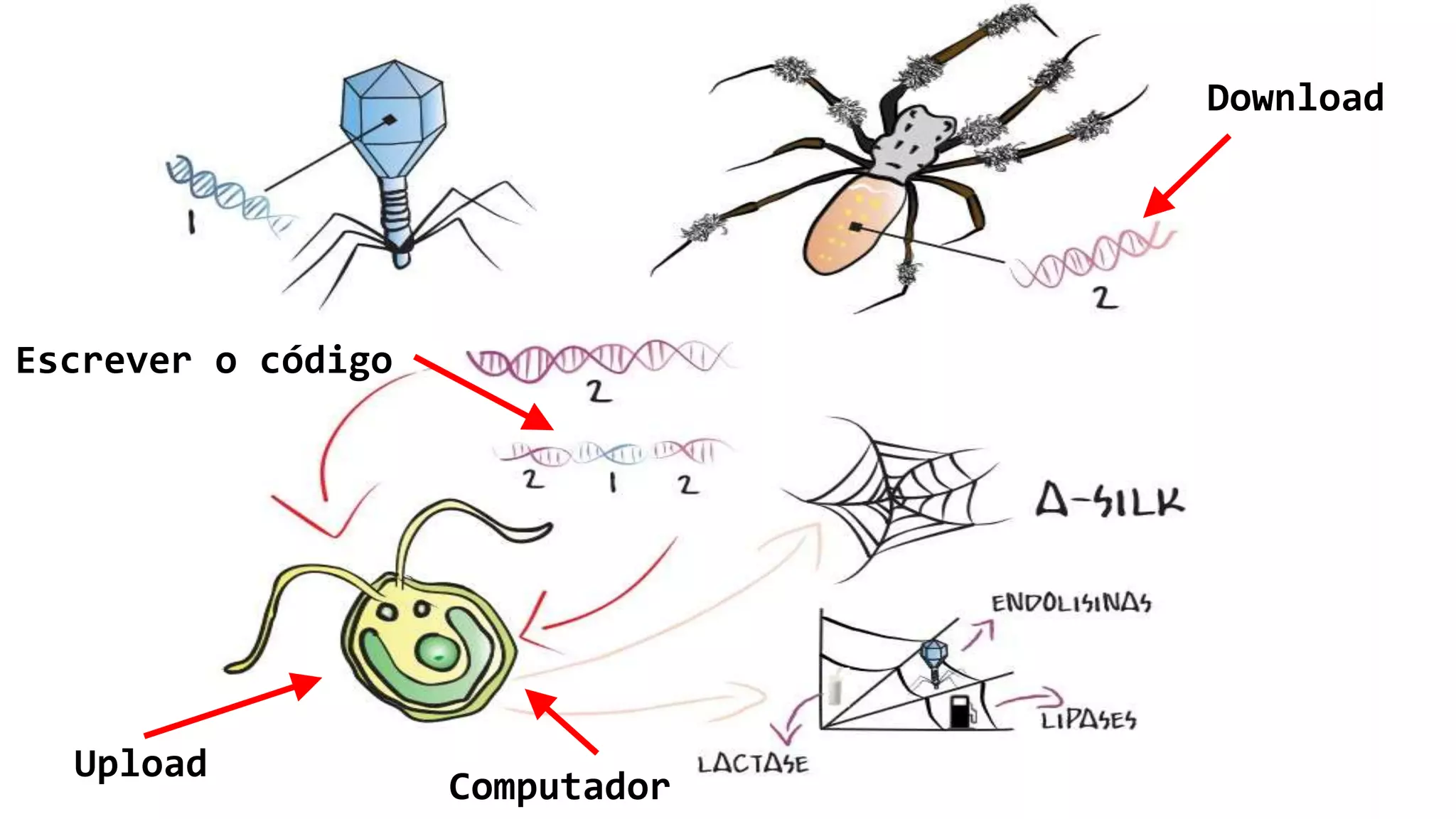 Escrever o código
Upload
Download
Computador
 
