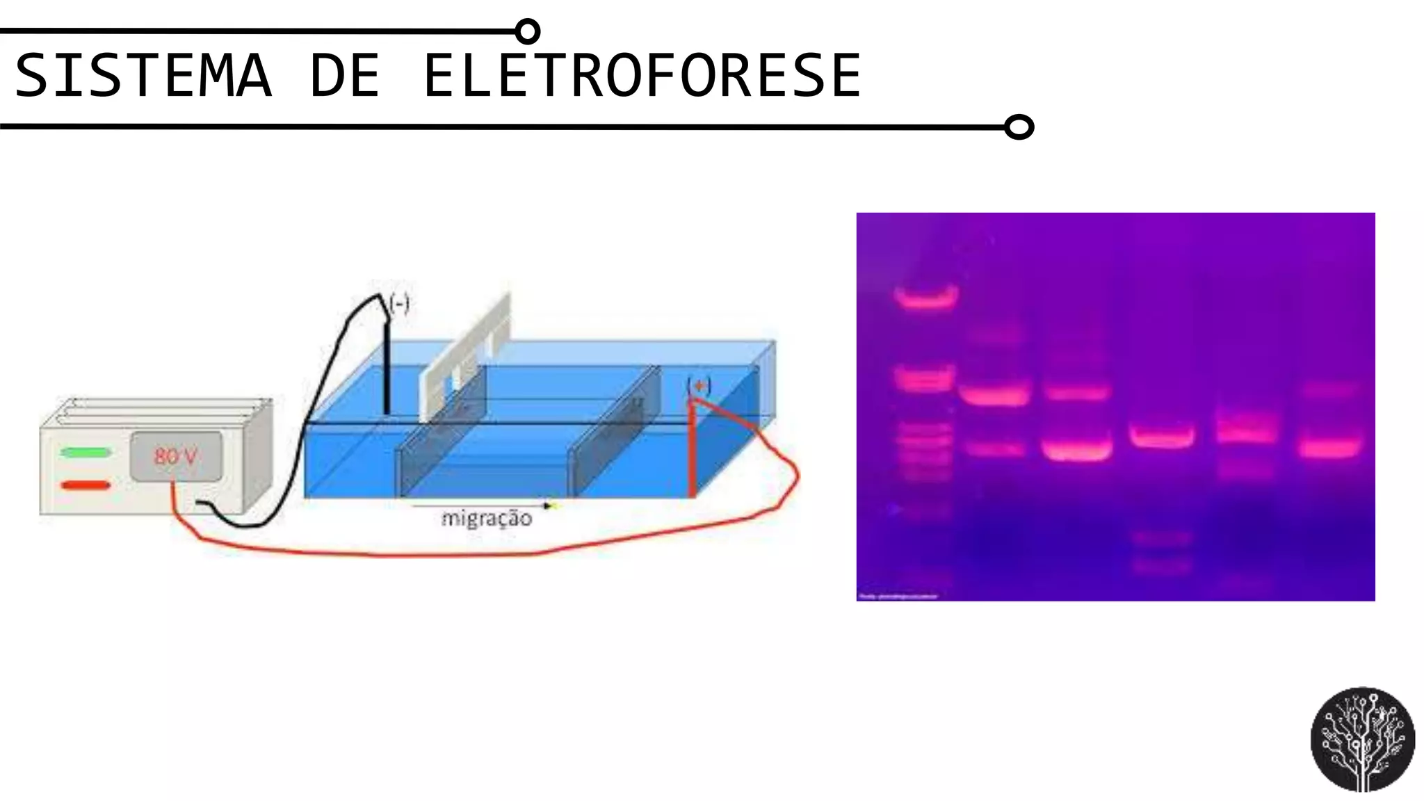 SISTEMA DE ELETROFORESE
 