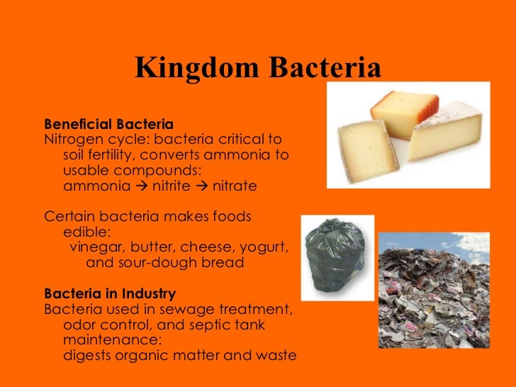 helpful bacteria Bacteria in food production bacteria are used to make a wide range of food products these cultures are all very carefully selected strains, and there is good evidence that they help. helpful bacteria Bacteria in food production bacteria are used to make a wide range of food products these cultures are all very carefully selected strains, and there is good evidence that they help.
