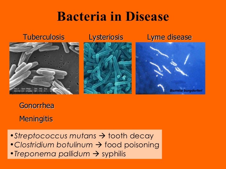 09 helpful and harmful bacteria