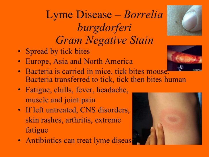 09 helpful and harmful bacteria