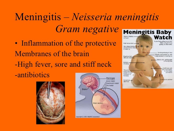 09 helpful and harmful bacteria