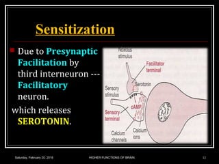  Due to Presynaptic
Facilitation by
third interneuron ---
Facilitatory
neuron.
which releases
SEROTONIN.
Saturday, February 20, 2016 HIGHER FUNCTIONS OF BRAIN. 12
Sensitization
 