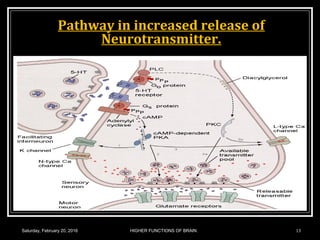 Pathway in increased release of
Neurotransmitter.
Saturday, February 20, 2016 HIGHER FUNCTIONS OF BRAIN. 13
 