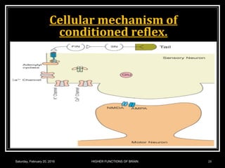 Cellular mechanism of
conditioned reflex.
Saturday, February 20, 2016 20HIGHER FUNCTIONS OF BRAIN.
 