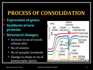 PROCESS OF CONSOLIDATION
 Expression of genes
 Synthesis of new
proteins
 Structural changes.
 Increase in no of vesicle
release sites
 No of vesicles
 No of synaptic terminals
 Change in shape or no of
postsynaptic spines
Saturday, February 20, 2016 HIGHER FUNCTIONS OF BRAIN. 46
 