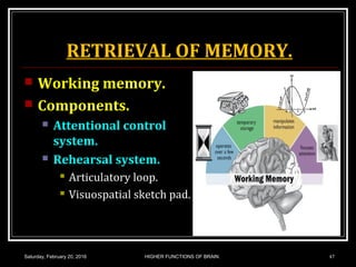 RETRIEVAL OF MEMORY.
 Working memory.
 Components.
 Attentional control
system.
 Rehearsal system.
 Articulatory loop.
 Visuospatial sketch pad.
Saturday, February 20, 2016 HIGHER FUNCTIONS OF BRAIN. 47
 