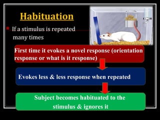 First time it evokes a novel response (orientation
response or what is it response)
Evokes less & less response when repeated
Subject becomes habituated to the
stimulus & ignores it
Habituation
 If a stimulus is repeated
many times
 
