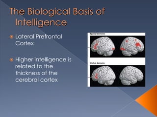 The Biological Basis of
Intelligence
 Lateral Prefrontal
Cortex
 Higher intelligence is
related to the
thickness of the
cerebral cortex
 