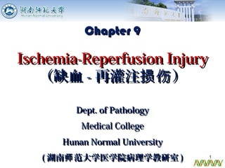 Dept. of PathologyDept. of Pathology
Medical CollegeMedical College
Hunan Normal UniversityHunan Normal University
(( 湖南 范大学医学院病理学教研室师湖南 范大学医学院病理学教研室师 )) 1
Chapter 9Chapter 9
Ischemia-Reperfusion InjuryIschemia-Reperfusion Injury
（缺血（缺血 -- 再灌注 ）损伤再灌注 ）损伤
 