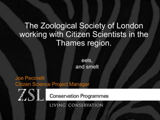 Joe Pecorelli
Citizen Science Project Manager
The Zoological Society of London
working with Citizen Scientists in the
Thames region.
eels,
and smelt
 