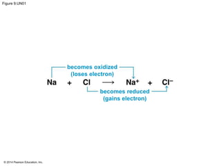 Figure 9.UN01 
© 2014 Pearson Education, Inc. 
becomes oxidized 
(loses electron) 
becomes reduced 
(gains electron) 
 