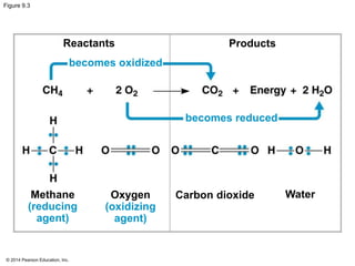 Figure 9.3 
Reactants Products 
Methane 
(reducing 
agent) 
© 2014 Pearson Education, Inc. 
Oxygen 
(oxidizing 
agent) 
Carbon dioxide Water 
becomes oxidized 
becomes reduced 
 