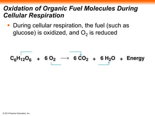 Oxidation of Organic Fuel Molecules During 
Cellular Respiration 
 During cellular respiration, the fuel (such as 
glucose) is oxidized, and O2 is reduced 
© 2014 Pearson Education, Inc. 
 
