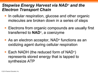 Stepwise Energy Harvest via NAD+ and the 
Electron Transport Chain 
 In cellular respiration, glucose and other organic 
molecules are broken down in a series of steps 
 Electrons from organic compounds are usually first 
transferred to NAD+, a coenzyme 
 As an electron acceptor, NAD+ functions as an 
oxidizing agent during cellular respiration 
 Each NADH (the reduced form of NAD+) 
represents stored energy that is tapped to 
synthesize ATP 
© 2014 Pearson Education, Inc. 
 