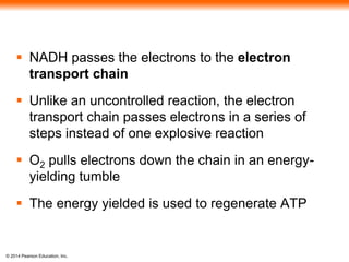  NADH passes the electrons to the electron 
transport chain 
 Unlike an uncontrolled reaction, the electron 
transport chain passes electrons in a series of 
steps instead of one explosive reaction 
 O2 pulls electrons down the chain in an energy-yielding 
© 2014 Pearson Education, Inc. 
tumble 
 The energy yielded is used to regenerate ATP 
 