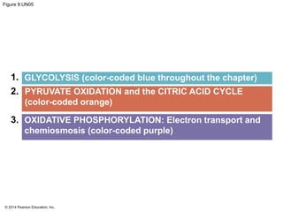 Figure 9.UN05 
1. 
2. 
3. 
GLYCOLYSIS (color-coded blue throughout the chapter) 
PYRUVATE OXIDATION and the CITRIC ACID CYCLE 
(color-coded orange) 
OXIDATIVE PHOSPHORYLATION: Electron transport and 
chemiosmosis (color-coded purple) 
© 2014 Pearson Education, Inc. 
 