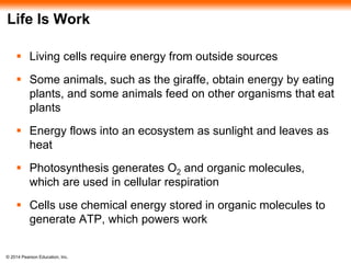 Life Is Work 
 Living cells require energy from outside sources 
 Some animals, such as the giraffe, obtain energy by eating 
plants, and some animals feed on other organisms that eat 
plants 
 Energy flows into an ecosystem as sunlight and leaves as 
heat 
 Photosynthesis generates O2 and organic molecules, 
which are used in cellular respiration 
 Cells use chemical energy stored in organic molecules to 
generate ATP, which powers work 
© 2014 Pearson Education, Inc. 
 