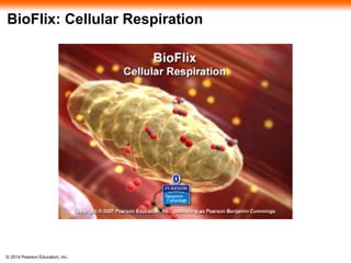 BioFlix: Cellular Respiration 
© 2014 Pearson Education, Inc. 
 