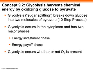 Concept 9.2: Glycolysis harvests chemical 
energy by oxidizing glucose to pyruvate 
 Glycolysis (“sugar splitting”) breaks down glucose 
into two molecules of pyruvate (10 Step Process) 
 Glycolysis occurs in the cytoplasm and has two 
major phases 
 Energy investment phase 
 Energy payoff phase 
 Glycolysis occurs whether or not O2 is present 
© 2014 Pearson Education, Inc. 
 
