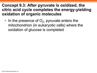 Concept 9.3: After pyruvate is oxidized, the 
citric acid cycle completes the energy-yielding 
oxidation of organic molecules 
 In the presence of O2, pyruvate enters the 
mitochondrion (in eukaryotic cells) where the 
oxidation of glucose is completed 
© 2014 Pearson Education, Inc. 
 