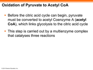 Oxidation of Pyruvate to Acetyl CoA 
 Before the citric acid cycle can begin, pyruvate 
must be converted to acetyl Coenzyme A (acetyl 
CoA), which links glycolysis to the citric acid cycle 
 This step is carried out by a multienzyme complex 
that catalyses three reactions 
© 2014 Pearson Education, Inc. 
 