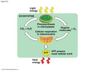 Figure 9.2 
© 2014 Pearson Education, Inc. 
Light 
energy 
Organic 
molecules 
Photosynthesis 
in chloroplasts 
CO2 + H2O O2 
Cellular respiration 
in mitochondria 
ECOSYSTEM 
ATP powers 
most cellular work 
ATP 
Heat 
energy 
+ 
 