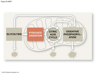 Figure 9.UN07 
GLYCOLYSIS 
© 2014 Pearson Education, Inc. 
PYRUVATE 
OXIDATION 
CITRIC 
ACID 
CYCLE 
OXIDATIVE 
PHOSPHORYL-ATION 
 