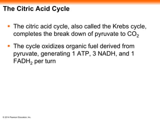 The Citric Acid Cycle 
 The citric acid cycle, also called the Krebs cycle, 
completes the break down of pyruvate to CO2 
 The cycle oxidizes organic fuel derived from 
pyruvate, generating 1 ATP, 3 NADH, and 1 
FADH2 per turn 
© 2014 Pearson Education, Inc. 
 