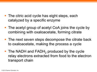  The citric acid cycle has eight steps, each 
catalyzed by a specific enzyme 
 The acetyl group of acetyl CoA joins the cycle by 
combining with oxaloacetate, forming citrate 
 The next seven steps decompose the citrate back 
to oxaloacetate, making the process a cycle 
 The NADH and FADH2 produced by the cycle 
relay electrons extracted from food to the electron 
transport chain 
© 2014 Pearson Education, Inc. 
 