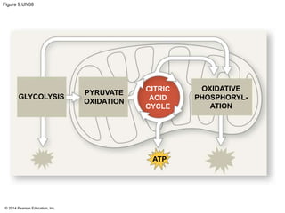Figure 9.UN08 
GLYCOLYSIS 
© 2014 Pearson Education, Inc. 
PYRUVATE 
OXIDATION 
CITRIC 
ACID 
CYCLE 
OXIDATIVE 
PHOSPHORYL-ATION 
ATP 
 