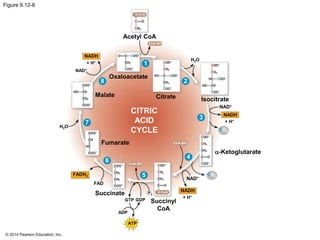 Figure 9.12-8 
© 2014 Pearson Education, Inc. 
Acetyl CoA 
H2O 
NADH 
+ H+ 
Oxaloacetate 
CoA-SH 
Citrate 
-Ketoglutarate 
CoA-SH 
NAD+ 
CO2 
CO2 
NAD+ 
NADH 
+ H+ 
Succinyl 
CoA 
GTP GDP 
ATP 
Succinate 
ADP 
FAD 
FADH2 
Fumarate 
H2O 
Malate 
CITRIC 
ACID 
CYCLE 
+ H+ 
NAD+ 
P i 
NADH 
Isocitrate 
1 
2 
5 
6 
4 
3 
7 
8 
CoA-SH 
 